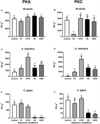 The Role of Reversible Protein Phosphorylation in Regulation of the Mitochondrial Electron Transport System During Hypoxia and Reoxygenation Stress in Marine Bivalves